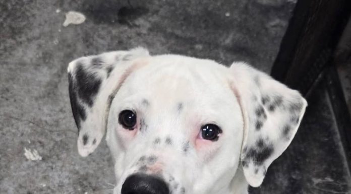 Featured Pet of The Day- Max (Returning Pet)