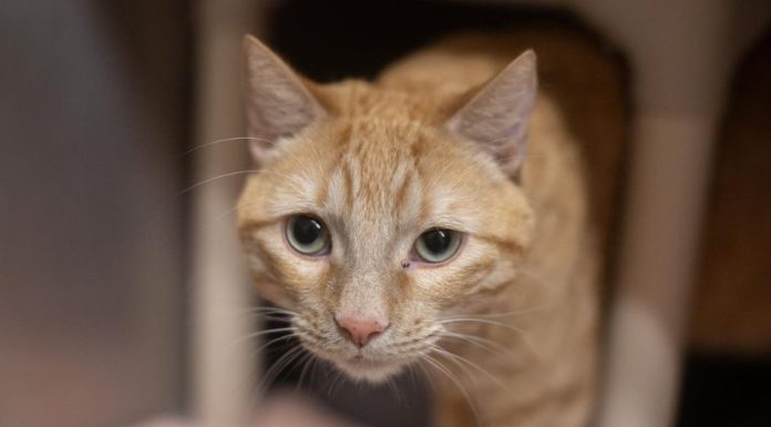 Featured Pet of The Day- Boo Boo