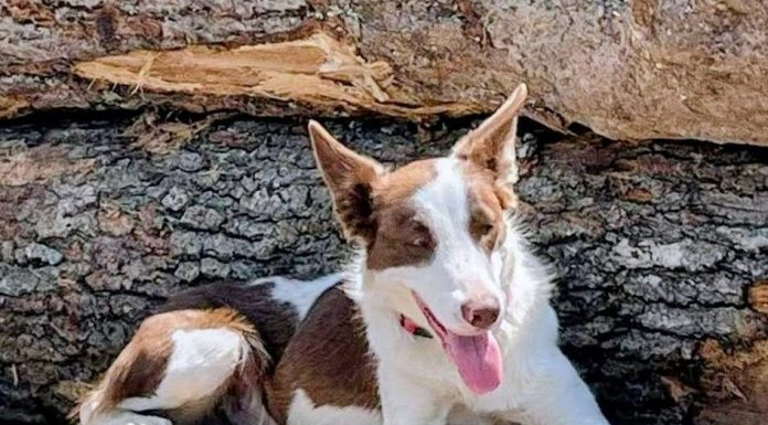 Featured Pet of The Day- Xena