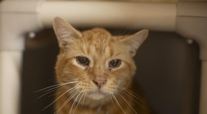 Featured Pet of The Day- Tom Tom