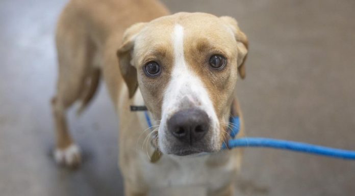 Featured Pet of The Day- Maggie