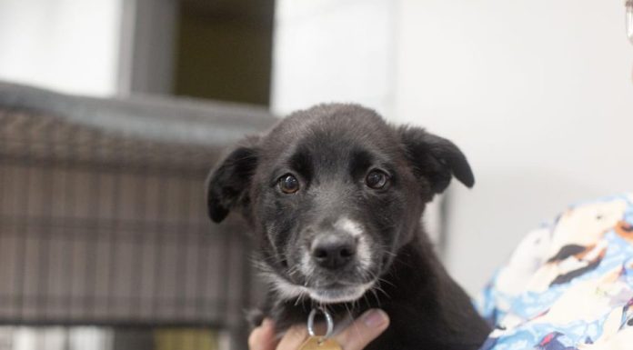Featured Pet of The Day- Socks