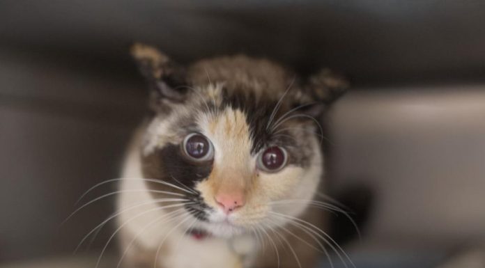 Featured Pet of The Day- Snookums