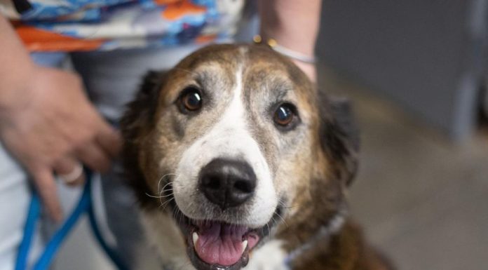 Featured Pet of The Day- JoJo