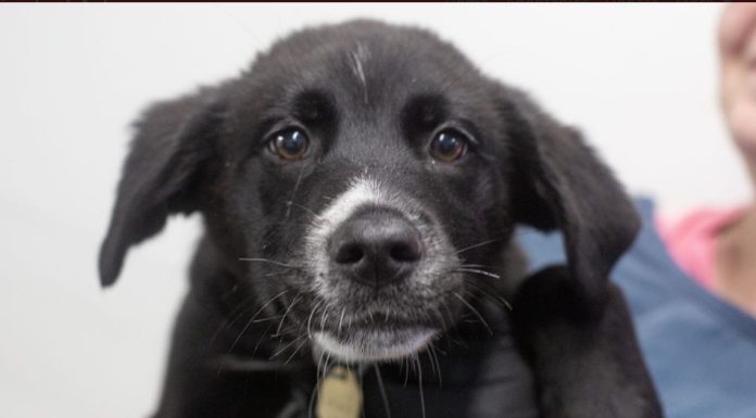 Featured Pet of The Day- Mohawk