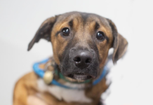 Featured Pet of The Day- Bandit
