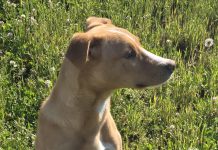 Featured Pet of The Day- Rex