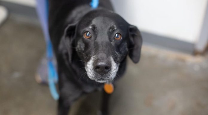Featured Pet of The Day- Bethy