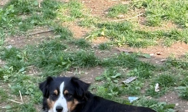 Featured Pet of The Day- Dutch