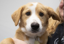 Featured Pet of The Day- ButterScotch