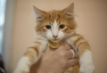 Featured Pet of The Day- Fuzzlight Year