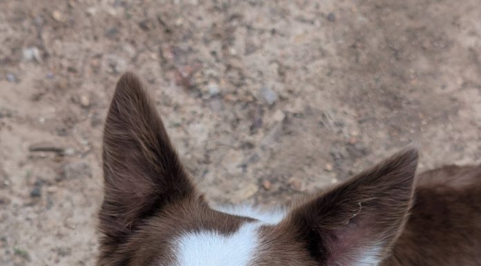 Featured Pet of The Day- Xena (Update)
