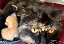 Featured Pet of The Day- Candy