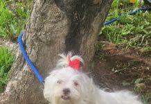 Featured Pet of The Day- Little Britches