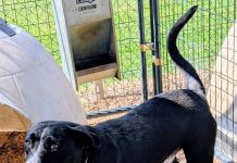 Featured Pet of The Day- JJ