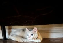 Featured Pet of The Day-Princess