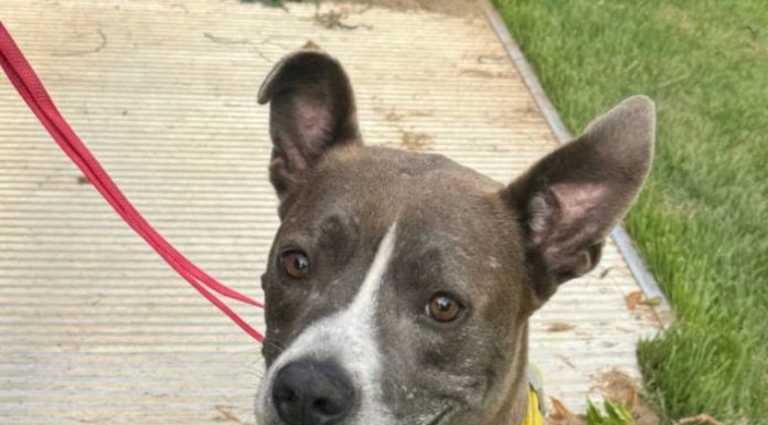 Featured Pet of The Day- Ruby