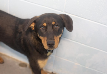 Featured Pet of The Day- Brody