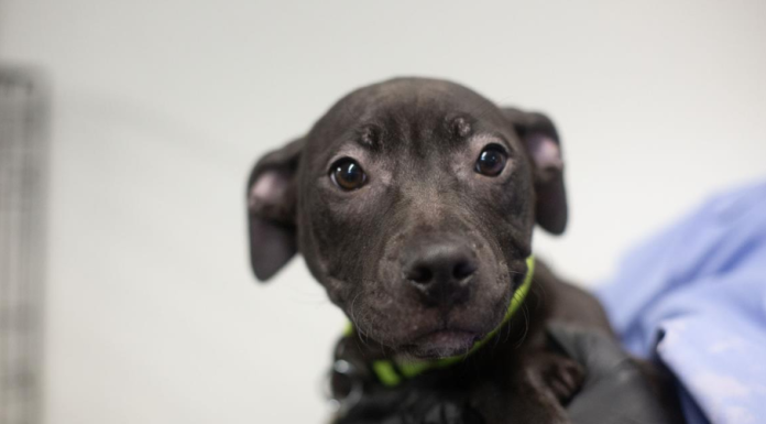 Featured Pet of The Day- Cocoa