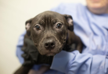 Featured Pet of The Day-Fiona