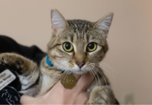 Featured Pet of The Day- Nora