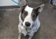 Featured Pet of The Day- Maximus