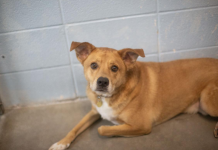 Featured Pet of The Day- Rocky