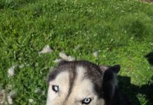 Featured Pet of The Day- King