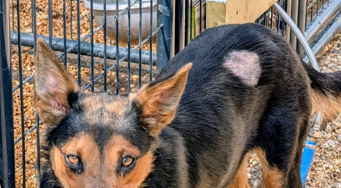 Featured Pet of The Day- Maya