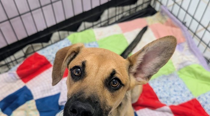Featured Pet of The Day- Dutch