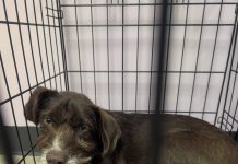 Featured Pet of The Day- Finn