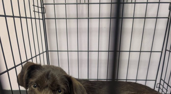 Featured Pet of The Day- Finn