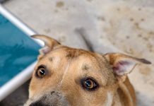 Featured Pet of The Day-Chisum