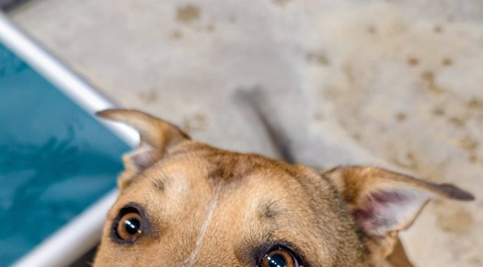 Featured Pet of The Day-Chisum