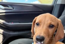 Featured Pet of The Day- Carmel