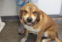 Featured Pet of The Day- Sonny