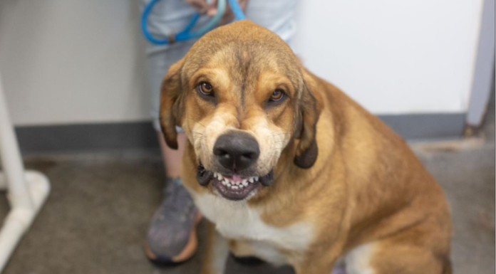 Featured Pet of The Day- Sonny