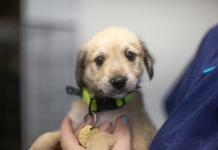Featured Pet of The Day-Panda