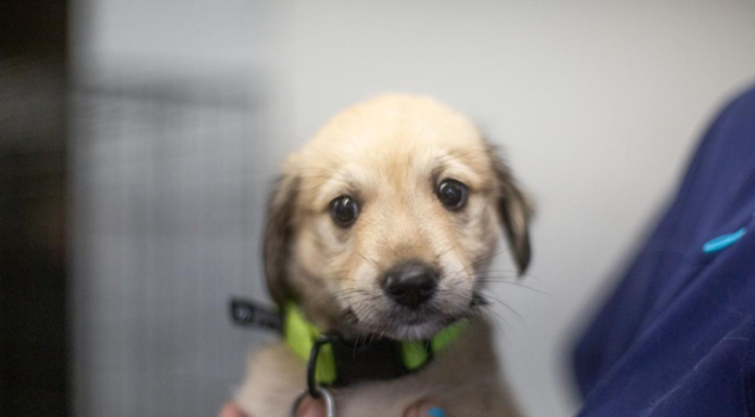 Featured Pet of The Day-Panda
