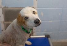 Featured Pet of The Day- Winston