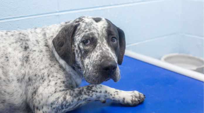 Featured Pet of The Day- Rocket