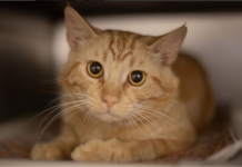 Featured Pet of The Day- Wayne
