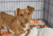 Featured Pet of The Day- Romeo