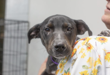 Featured Pet of The Day- Remi