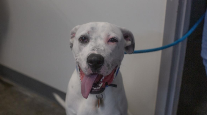 Featured Pet of The Day- Queso