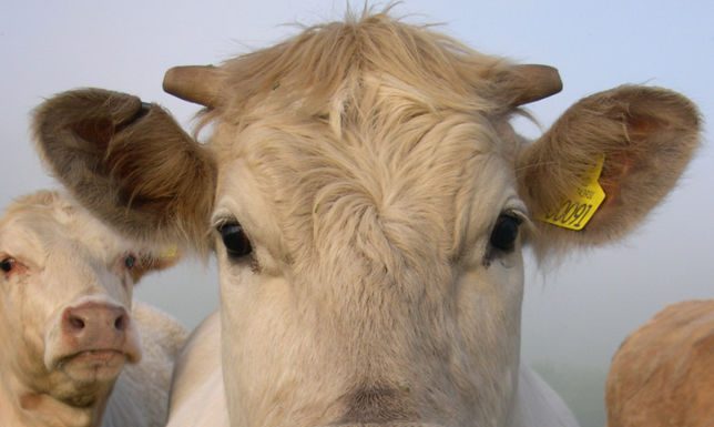 Cattlemen’s Annual Meeting set for Thursday