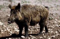 Ozark Riverways proposes temporary closure on feral swine hunting