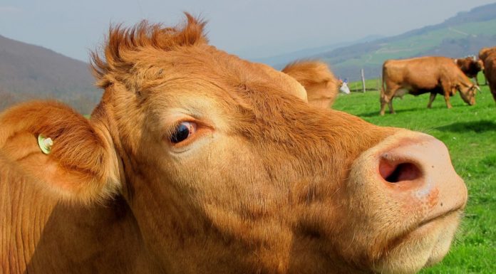Alabama woman hits cow near Macomb