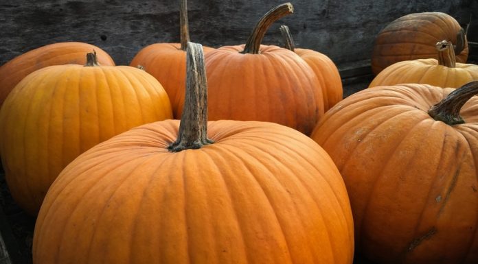 Summersville Pumpkin Festival Is This Weekend, 96.9 The Fox Will be There Live