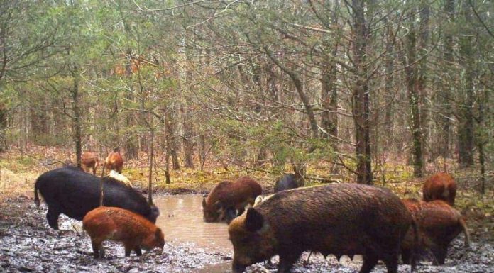 USDA invests $11.65 million to control destructive feral swine